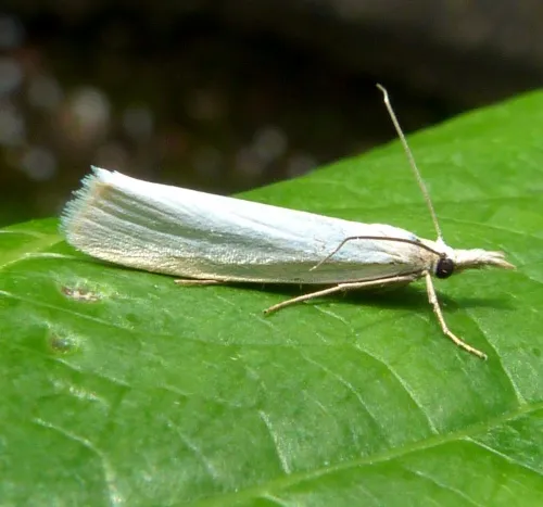 Crambus perlella - photo 2