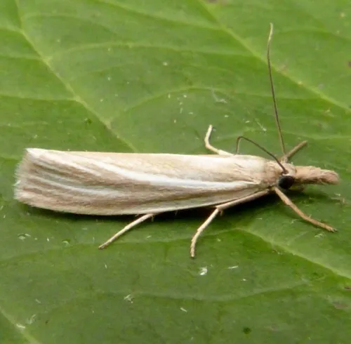 Crambus perlella - photo 3