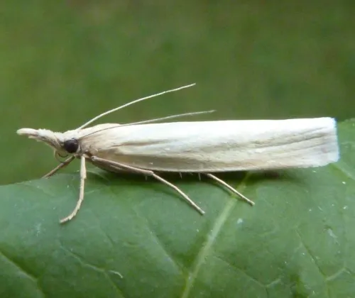 Crambus perlella - photo 4