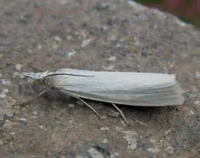 Crambus perlella - photo 5
