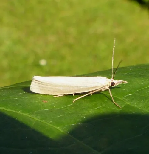 Crambus perlella - photo 6