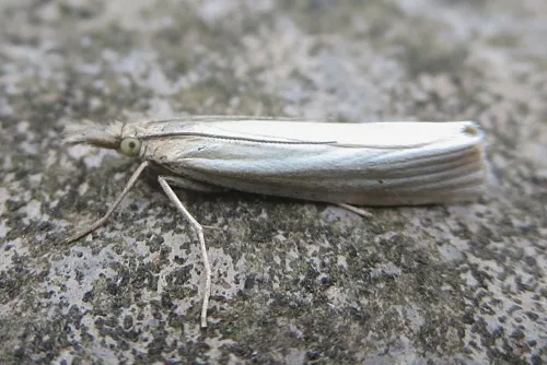 Crambus perlella - photo 7