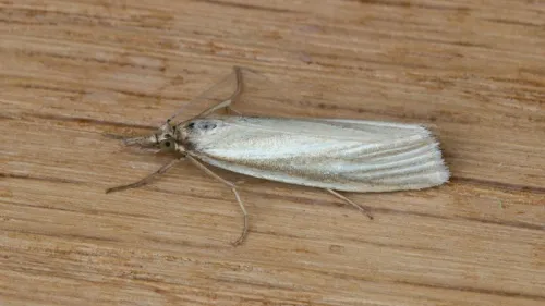 Crambus perlella - photo 8