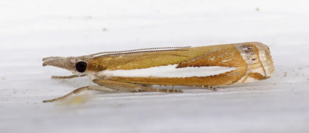 Common Grass-veneer - Hodges#5355 - photo 2