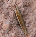 Large-striped Grass-veneer Moth - Hodges#5369