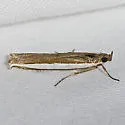 Large-striped Grass-veneer Moth - Hodges#5369 - photo 3