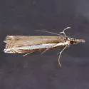 Crambus rickseckerellus - Hodges#5360