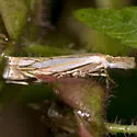 Pasture Grass-veneer - Hodges#5363 - Crambus saltuellus