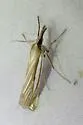 Crambus sargentellus - Hodges#5376 - photo 2