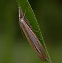 Crambus satrapellus - Hodges#5372 - Crambus satrapellus