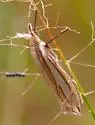 Crambus satrapellus - Hodges#5372 - photo 3