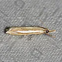 Crambus satrapellus - Hodges#5372 - photo 4