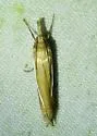 Crambus satrapellus - Hodges#5372 - photo 5