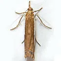 Crambus sperryellus - Hodges#5370