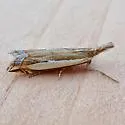 Crambus sperryellus - Hodges#5370 - photo 4