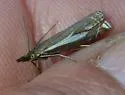 Crambus tutillus - Hodges#5346 - Crambus tutillus