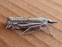 Crambus tutillus - Hodges#5346 - photo 3