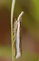 Wide-stripe Grass-veneer - Hodges#5344