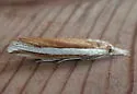 Wide-stripe Grass-veneer - Hodges#5344 - photo 3