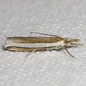 Wide-stripe Grass-veneer - Hodges#5344 - photo 4