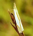 Watson's Grass-veneer - Hodges#5366 - photo 5