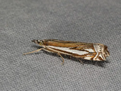 Whitmer's Sod Webworm Moth - Hodges#5345 - Crambus whitmerellus