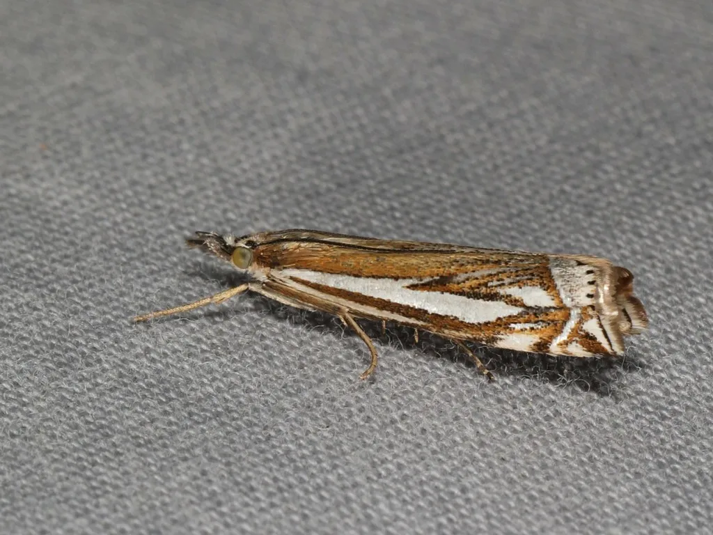 Whitmer's Sod Webworm Moth - Hodges#5345 - photo 2
