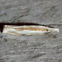 Young's Grass-veneer - Hodges#5349 - Crambus youngellus