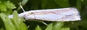 Young's Grass-veneer - Hodges#5349 - photo 3