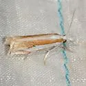 Young's Grass-veneer - Hodges#5349 - photo 4