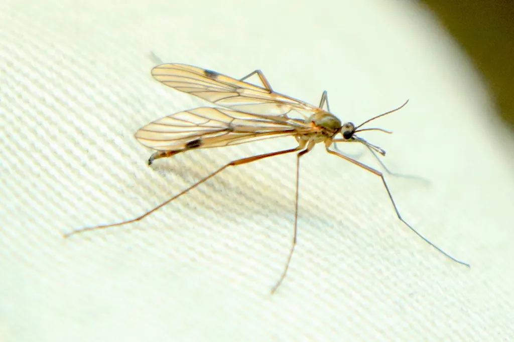 Cramptonomyia spenceri - photo 3