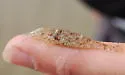 Crangon septemspinosa