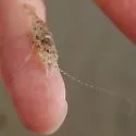 Crangon septemspinosa - photo 2