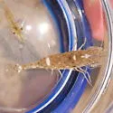 Crangon septemspinosa - photo 3