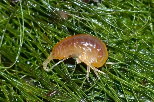 Ellis Bog Crangonyctid - photo 4