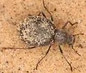 Craniotus pubescens - photo 2