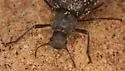 Craniotus pubescens - photo 3