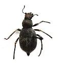 Craniotus pubescens - photo 4