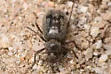 Craniotus pubescens - photo 5