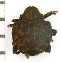 Grape Curculio - photo 3