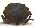 Grape Curculio - photo 4