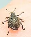 Grape Curculio - photo 5