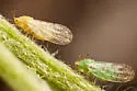 Craspedolepta angustipennis