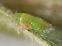 Craspedolepta angustipennis - photo 3