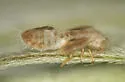 Craspedolepta angustipennis - photo 4