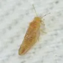 Craspedolepta caudata