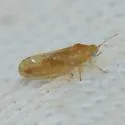 Craspedolepta caudata - photo 2