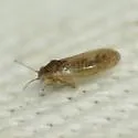 Craspedolepta caudata - photo 3