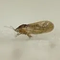 Craspedolepta caudata - photo 4