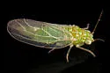 Craspedolepta flavida